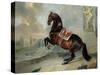 The Dark Bay Horse "Valido" Performing a Levade Movement-Johann Georg de Hamilton-Stretched Canvas