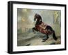 The Dark Bay Horse "Valido" Performing a Levade Movement-Johann Georg de Hamilton-Framed Giclee Print