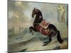 The Dark Bay Horse "Valido" Performing a Levade Movement-Johann Georg de Hamilton-Mounted Giclee Print