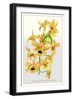 The Dark-Eyed Fringed Dendrobe-null-Framed Art Print