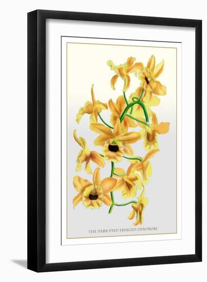 The Dark-Eyed Fringed Dendrobe-null-Framed Art Print