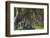 The Dark Hedges, Ballymoney, County Antrim, Ulster, Northern Ireland, United Kingdom, Europe-Carsten Krieger-Framed Photographic Print