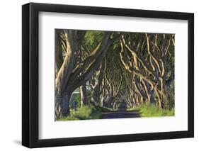 The Dark Hedges, Ballymoney, County Antrim, Ulster, Northern Ireland, United Kingdom, Europe-Carsten Krieger-Framed Photographic Print