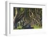 The Dark Hedges, Ballymoney, County Antrim, Ulster, Northern Ireland, United Kingdom, Europe-Carsten Krieger-Framed Photographic Print