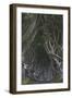 The Dark Hedges, Ballymoney, County Antrim, Ulster, Northern Ireland, United Kingdom, Europe-Carsten Krieger-Framed Photographic Print