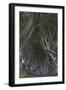 The Dark Hedges, Ballymoney, County Antrim, Ulster, Northern Ireland, United Kingdom, Europe-Carsten Krieger-Framed Photographic Print