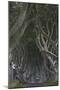 The Dark Hedges, Ballymoney, County Antrim, Ulster, Northern Ireland, United Kingdom, Europe-Carsten Krieger-Mounted Photographic Print