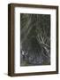 The Dark Hedges, Ballymoney, County Antrim, Ulster, Northern Ireland, United Kingdom, Europe-Carsten Krieger-Framed Photographic Print