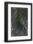 The Dark Hedges, Ballymoney, County Antrim, Ulster, Northern Ireland, United Kingdom, Europe-Carsten Krieger-Framed Photographic Print