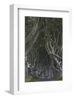 The Dark Hedges, Ballymoney, County Antrim, Ulster, Northern Ireland, United Kingdom, Europe-Carsten Krieger-Framed Photographic Print