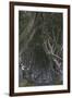 The Dark Hedges, Ballymoney, County Antrim, Ulster, Northern Ireland, United Kingdom, Europe-Carsten Krieger-Framed Photographic Print