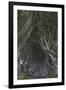 The Dark Hedges, Ballymoney, County Antrim, Ulster, Northern Ireland, United Kingdom, Europe-Carsten Krieger-Framed Photographic Print