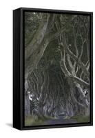 The Dark Hedges, Ballymoney, County Antrim, Ulster, Northern Ireland, United Kingdom, Europe-Carsten Krieger-Framed Stretched Canvas