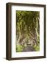 The Dark Hedges, County Antrim, Ulster region, northern Ireland, United Kingdom. Iconic trees tunne-Marco Bottigelli-Framed Photographic Print