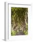 The Dark Hedges, County Antrim, Ulster region, northern Ireland, United Kingdom. Iconic trees tunne-Marco Bottigelli-Framed Photographic Print