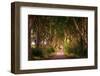 The Dark Hedges in Northern Ireland at Sunset-miroslav_1-Framed Photographic Print