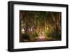 The Dark Hedges in Northern Ireland at Sunset-miroslav_1-Framed Photographic Print