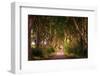 The Dark Hedges in Northern Ireland at Sunset-miroslav_1-Framed Photographic Print