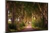 The Dark Hedges in Northern Ireland at Sunset-miroslav_1-Mounted Photographic Print