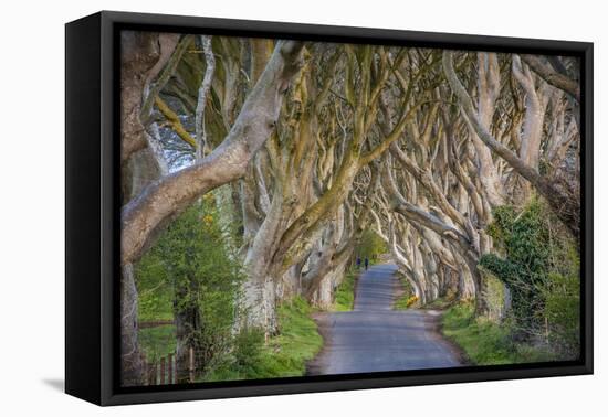 The Dark Hedges in Northern Ireland, Beech Tree Avenue, Northern Ireland, United Kingdom-Michael Runkel-Framed Stretched Canvas