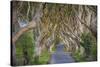 The Dark Hedges in Northern Ireland, Beech Tree Avenue, Northern Ireland, United Kingdom-Michael Runkel-Stretched Canvas