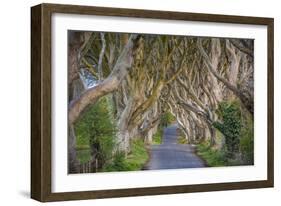 The Dark Hedges in Northern Ireland, Beech Tree Avenue, Northern Ireland, United Kingdom-Michael Runkel-Framed Photographic Print