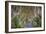 The Dark Hedges in Northern Ireland, Beech Tree Avenue, Northern Ireland, United Kingdom-Michael Runkel-Framed Photographic Print