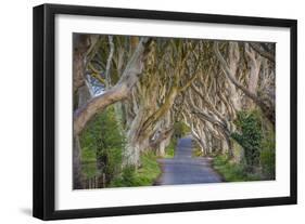 The Dark Hedges in Northern Ireland, Beech Tree Avenue, Northern Ireland, United Kingdom-Michael Runkel-Framed Photographic Print