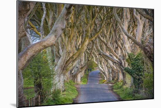 The Dark Hedges in Northern Ireland, Beech Tree Avenue, Northern Ireland, United Kingdom-Michael Runkel-Mounted Photographic Print