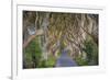 The Dark Hedges in Northern Ireland, Beech Tree Avenue, Northern Ireland, United Kingdom-Michael Runkel-Framed Photographic Print