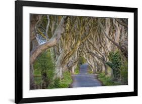 The Dark Hedges in Northern Ireland, Beech Tree Avenue, Northern Ireland, United Kingdom-Michael Runkel-Framed Photographic Print