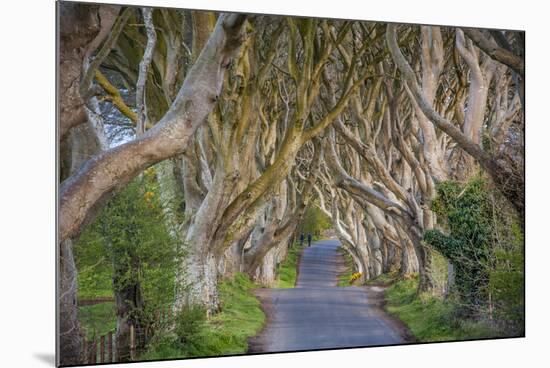 The Dark Hedges in Northern Ireland, Beech Tree Avenue, Northern Ireland, United Kingdom-Michael Runkel-Mounted Photographic Print