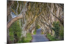 The Dark Hedges in Northern Ireland, Beech Tree Avenue, Northern Ireland, United Kingdom-Michael Runkel-Mounted Photographic Print