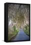 The Dark Hedges in Northern Ireland, Beech Tree Avenue, Northern Ireland, United Kingdom-Michael Runkel-Framed Stretched Canvas