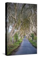 The Dark Hedges in Northern Ireland, Beech Tree Avenue, Northern Ireland, United Kingdom-Michael Runkel-Stretched Canvas