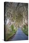 The Dark Hedges in Northern Ireland, Beech Tree Avenue, Northern Ireland, United Kingdom-Michael Runkel-Stretched Canvas