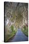 The Dark Hedges in Northern Ireland, Beech Tree Avenue, Northern Ireland, United Kingdom-Michael Runkel-Stretched Canvas