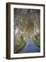 The Dark Hedges in Northern Ireland, Beech Tree Avenue, Northern Ireland, United Kingdom-Michael Runkel-Framed Photographic Print