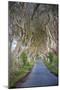 The Dark Hedges in Northern Ireland, Beech Tree Avenue, Northern Ireland, United Kingdom-Michael Runkel-Mounted Photographic Print