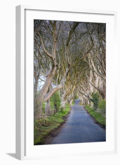 The Dark Hedges in Northern Ireland, Beech Tree Avenue, Northern Ireland, United Kingdom-Michael Runkel-Framed Photographic Print