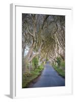 The Dark Hedges in Northern Ireland, Beech Tree Avenue, Northern Ireland, United Kingdom-Michael Runkel-Framed Photographic Print