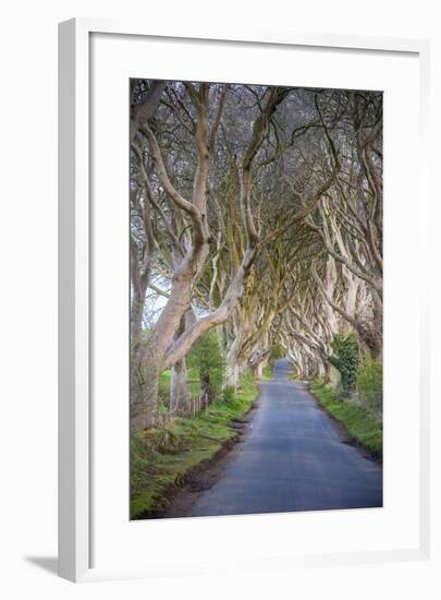 The Dark Hedges in Northern Ireland, Beech Tree Avenue, Northern Ireland, United Kingdom-Michael Runkel-Framed Photographic Print