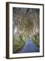 The Dark Hedges in Northern Ireland, Beech Tree Avenue, Northern Ireland, United Kingdom-Michael Runkel-Framed Photographic Print