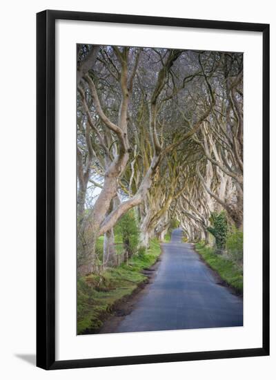 The Dark Hedges in Northern Ireland, Beech Tree Avenue, Northern Ireland, United Kingdom-Michael Runkel-Framed Photographic Print