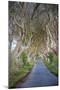 The Dark Hedges in Northern Ireland, Beech Tree Avenue, Northern Ireland, United Kingdom-Michael Runkel-Mounted Photographic Print