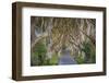 The Dark Hedges in Northern Ireland, Beech Tree Avenue, Northern Ireland, United Kingdom-Michael Runkel-Framed Photographic Print