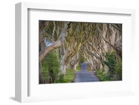 The Dark Hedges in Northern Ireland, Beech Tree Avenue, Northern Ireland, United Kingdom-Michael Runkel-Framed Photographic Print