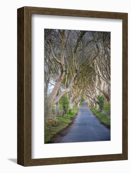 The Dark Hedges in Northern Ireland, Beech Tree Avenue, Northern Ireland, United Kingdom-Michael Runkel-Framed Photographic Print