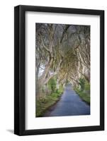 The Dark Hedges in Northern Ireland, Beech Tree Avenue, Northern Ireland, United Kingdom-Michael Runkel-Framed Photographic Print