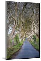 The Dark Hedges in Northern Ireland, Beech Tree Avenue, Northern Ireland, United Kingdom-Michael Runkel-Mounted Photographic Print